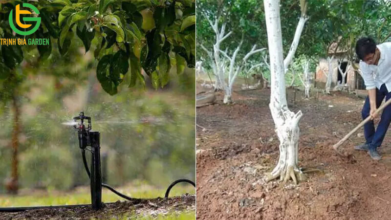 Kỹ thuật trồng cây mắc ca và chăm sóc đúng quy trình 11 Kỹ thuật trồng cây mắc ca và chăm sóc đúng quy trình