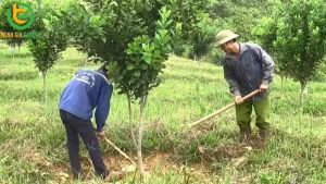 ky thuat trong cay mac ca