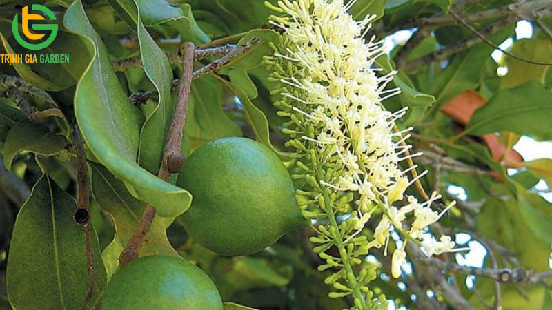 Kỹ thuật trồng cây mắc ca và chăm sóc đúng quy trình 12 Kỹ thuật trồng cây mắc ca và chăm sóc đúng quy trình