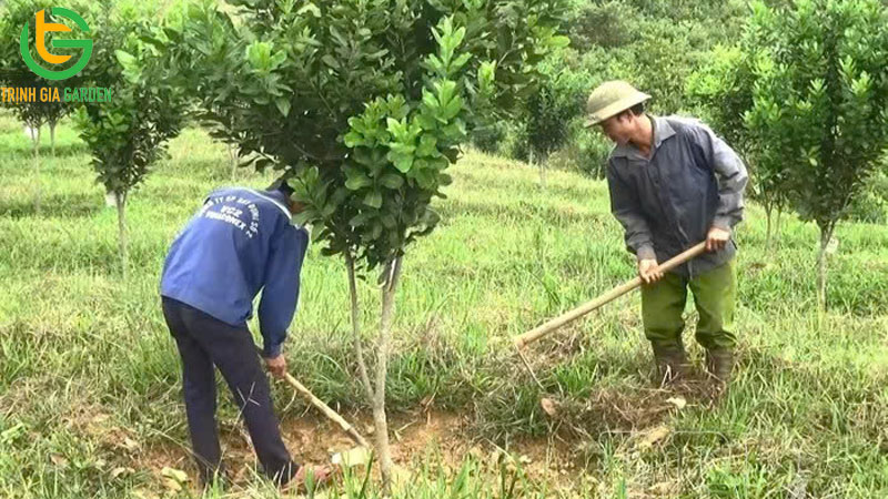 Kỹ thuật trồng cây mắc ca và chăm sóc đúng quy trình 7 Kỹ thuật trồng cây mắc ca và chăm sóc đúng quy trình