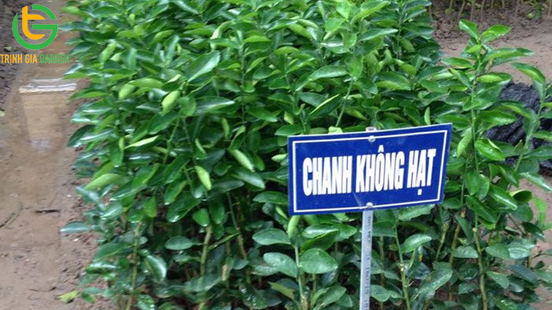 Cách chăm sóc và kỹ thuật trồng chanh không hạt ra bông đậu trái nhiều