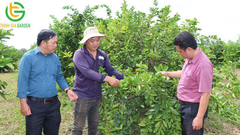 Cách chăm sóc và kỹ thuật trồng chanh không hạt ra bông đậu trái nhiều