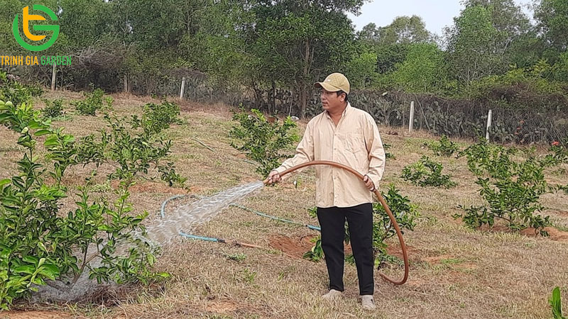 Cách chăm sóc và kỹ thuật trồng chanh không hạt ra bông đậu trái nhiều