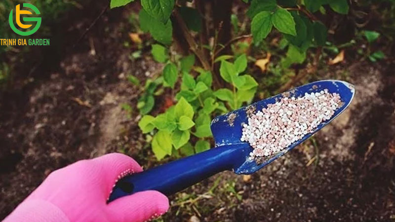 Cách chăm sóc và kỹ thuật trồng chanh không hạt ra bông đậu trái nhiều