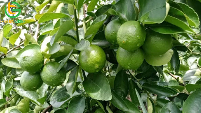 Cách chăm sóc và kỹ thuật trồng chanh không hạt ra bông đậu trái nhiều 16 ky thuat trong chanh khong hat