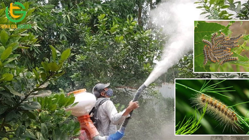 Sâu mèo là gì? Một số biện pháp xử lý sâu mèo cây ổi hiệu quả