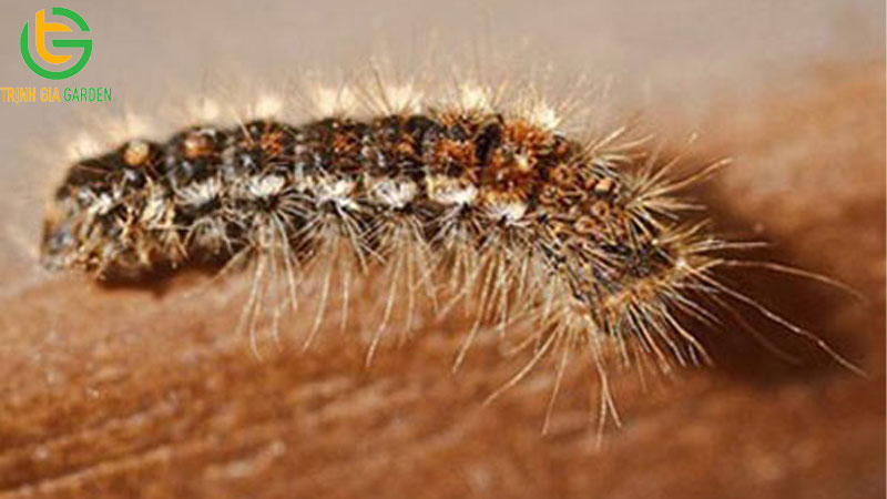 Sâu mèo là gì? Một số biện pháp xử lý sâu mèo cây ổi hiệu quả