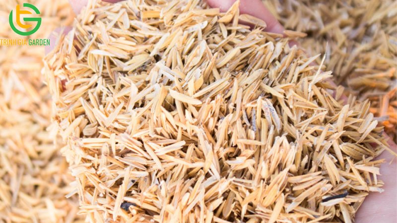 Công dụng trộn vỏ trấu vào đất để trồng cây và cách xử lý trấu tươi 8 Công dụng trộn vỏ trấu vào đất để trồng cây và cách xử lý trấu tươi