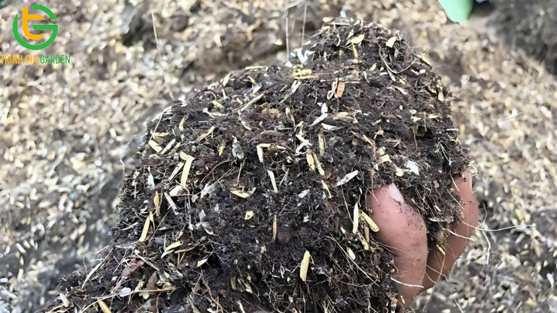 Công dụng trộn vỏ trấu vào đất để trồng cây và cách xử lý trấu tươi 9 Công dụng trộn vỏ trấu vào đất để trồng cây và cách xử lý trấu tươi