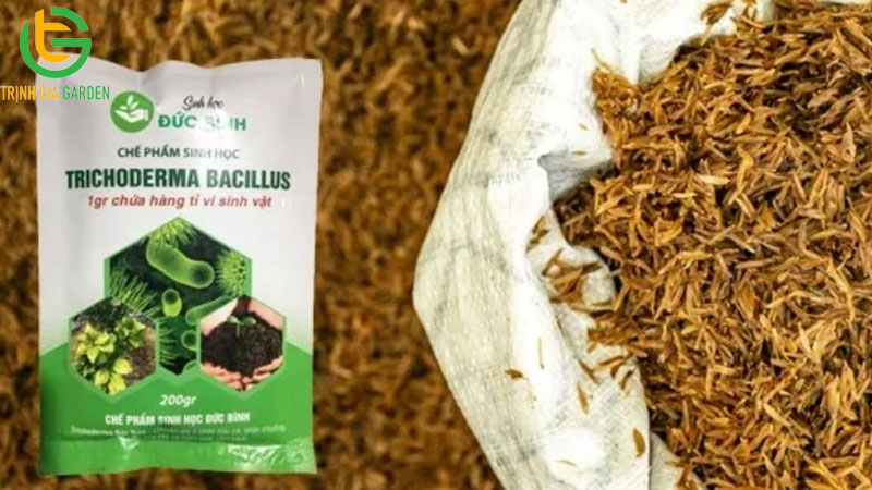 Công dụng trộn vỏ trấu vào đất để trồng cây và cách xử lý trấu tươi 11 Công dụng trộn vỏ trấu vào đất để trồng cây và cách xử lý trấu tươi