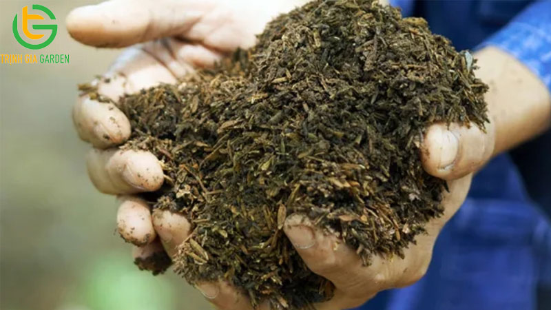 Công dụng trộn vỏ trấu vào đất để trồng cây và cách xử lý trấu tươi 12 Công dụng trộn vỏ trấu vào đất để trồng cây và cách xử lý trấu tươi