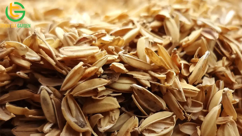 Công dụng trộn vỏ trấu vào đất để trồng cây và cách xử lý trấu tươi 7 Công dụng trộn vỏ trấu vào đất để trồng cây và cách xử lý trấu tươi