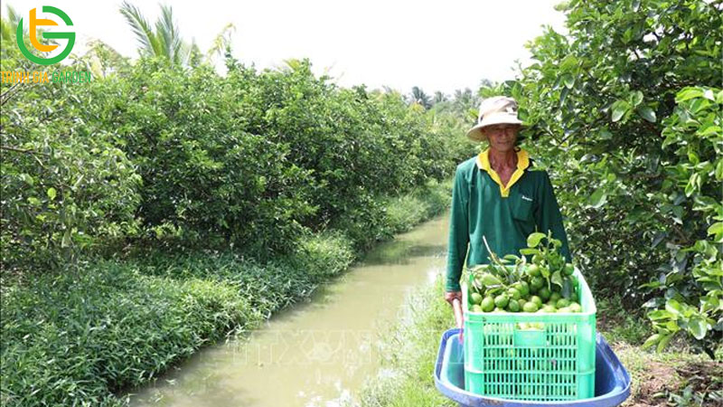 Vườn mô hình trồng chanh không hạt hiệu quả kinh tế cao 8 Vườn mô hình trồng chanh không hạt hiệu quả kinh tế cao