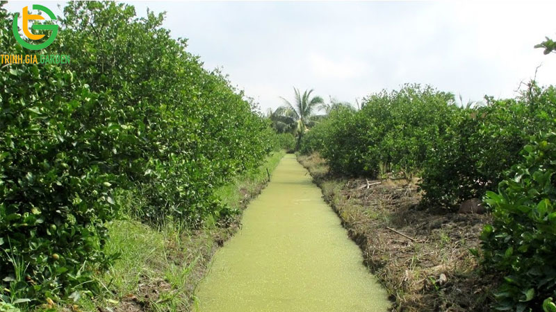 Vườn mô hình trồng chanh không hạt hiệu quả kinh tế cao 9 Vườn mô hình trồng chanh không hạt hiệu quả kinh tế cao