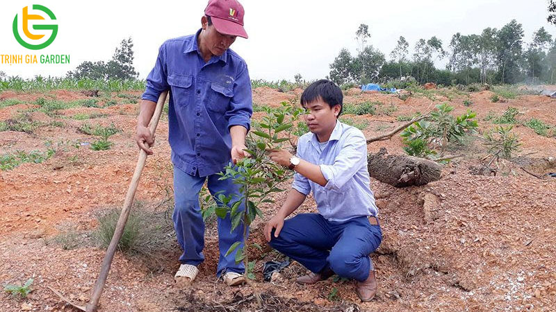 Vườn mô hình trồng chanh không hạt hiệu quả kinh tế cao 10 Vườn mô hình trồng chanh không hạt hiệu quả kinh tế cao