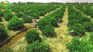 trong chanh khong hat