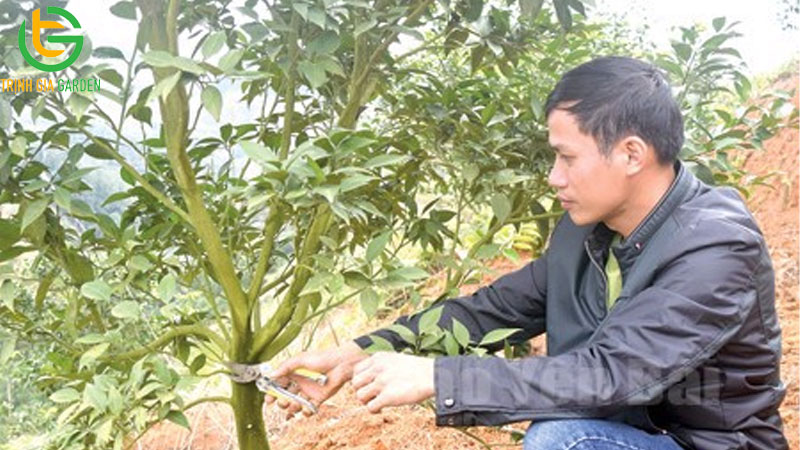 Vườn mô hình trồng chanh không hạt hiệu quả kinh tế cao 11 Vườn mô hình trồng chanh không hạt hiệu quả kinh tế cao