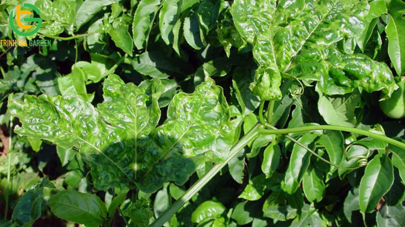 Bệnh phấn trắng chanh dây: đặc điểm nhận biết, cách phòng và xử lý