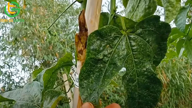 Bệnh phấn trắng chanh dây: đặc điểm nhận biết, cách phòng và xử lý