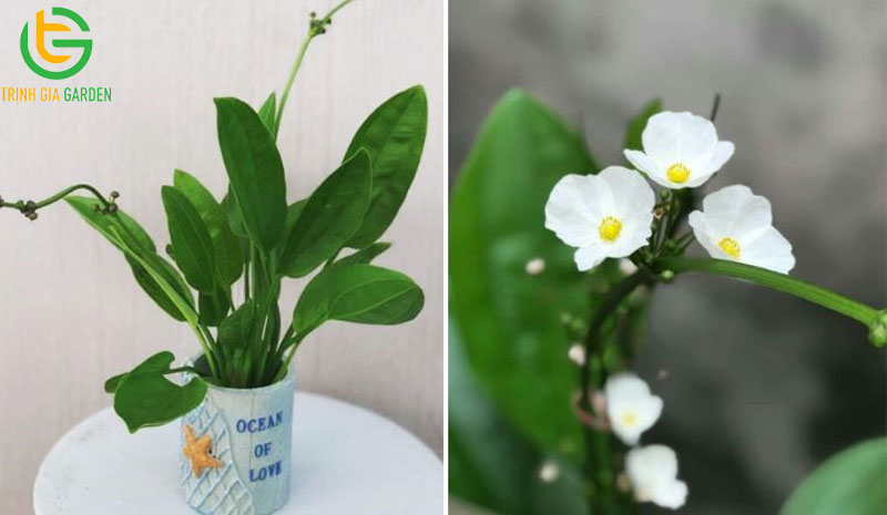 Cây bách thủy tiên: ý nghĩa, cách trồng và cách chăm sóc