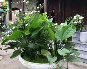 cay bach thuy tien 2