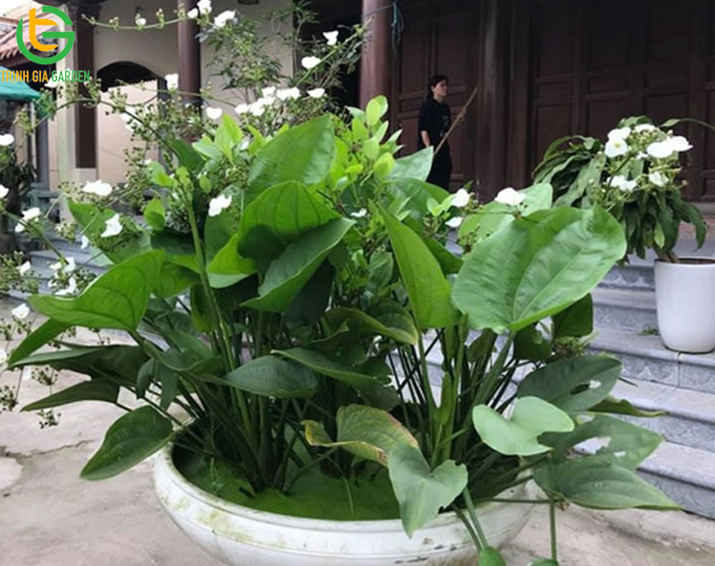 Cây bách thủy tiên: ý nghĩa, cách trồng và cách chăm sóc