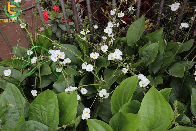 Cây bách thủy tiên: ý nghĩa, cách trồng và cách chăm sóc