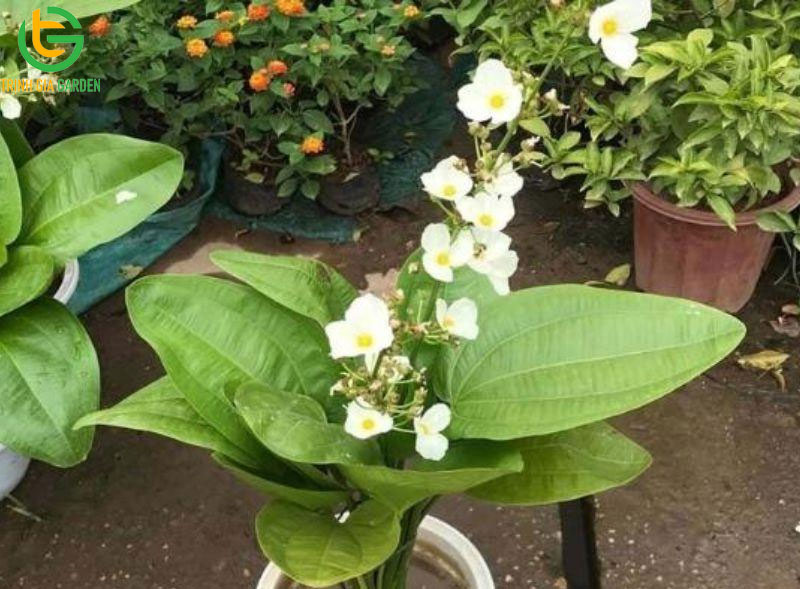 Cây bách thủy tiên: ý nghĩa, cách trồng và cách chăm sóc