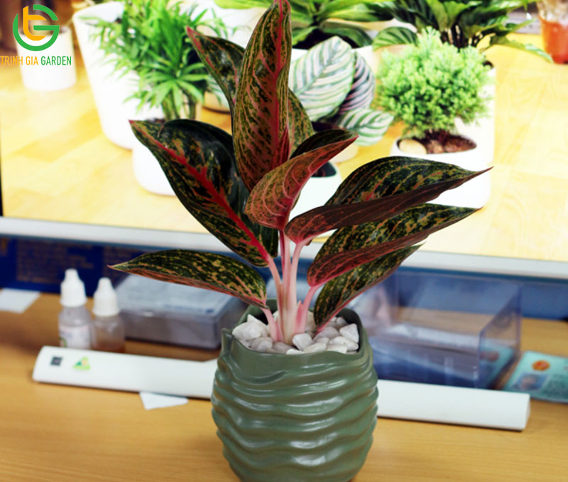 Cây Bao Thanh Thiên: ý nghĩa và cách chọn vị trí đặt trong nhà 6 Cây Bao Thanh Thiên: ý nghĩa và cách chọn vị trí đặt trong nhà