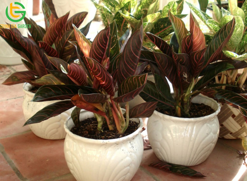 Cây Bao Thanh Thiên: ý nghĩa và cách chọn vị trí đặt trong nhà 7 Cây Bao Thanh Thiên: ý nghĩa và cách chọn vị trí đặt trong nhà