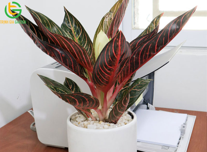 Cây Bao Thanh Thiên: ý nghĩa và cách chọn vị trí đặt trong nhà 8 Cây Bao Thanh Thiên: ý nghĩa và cách chọn vị trí đặt trong nhà