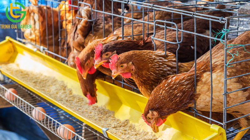 Sự thật về tác dụng của trồng cây cần sa cho gà ăn