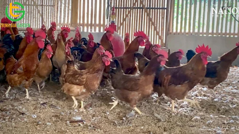 Sự thật về tác dụng của trồng cây cần sa cho gà ăn