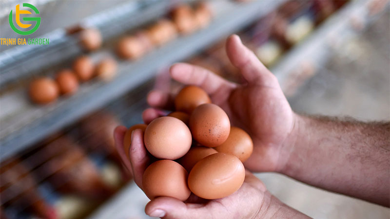 Sự thật về tác dụng của trồng cây cần sa cho gà ăn