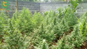 cay can sa cho ga an