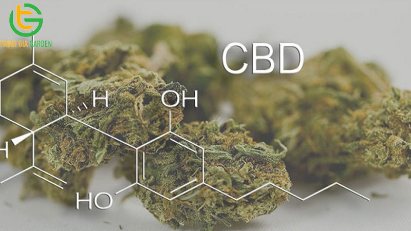 Sự thật về tác dụng của trồng cây cần sa cho gà ăn