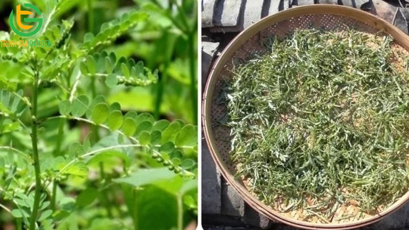 Cây chó đẻ răng cưa: Đặc điểm, tác dụng và bài thuốc 7 Cây chó đẻ răng cưa: Đặc điểm, tác dụng và bài thuốc