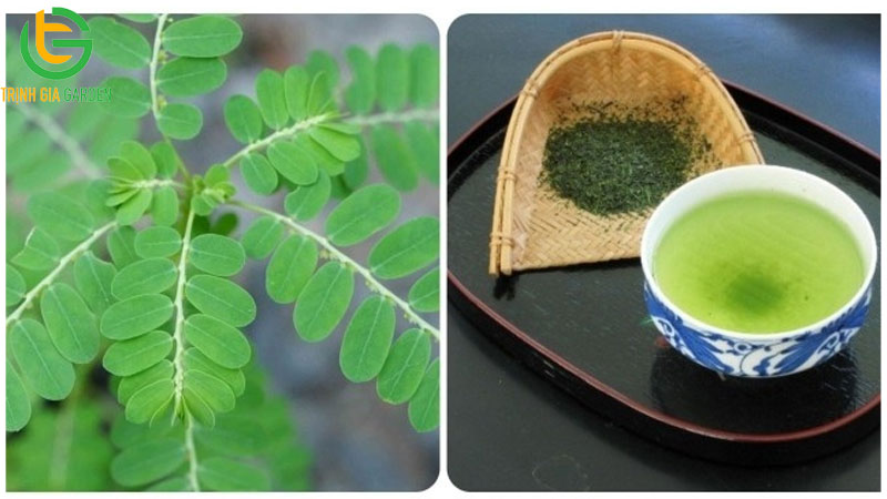 Cây chó đẻ răng cưa: Đặc điểm, tác dụng và bài thuốc 8 Cây chó đẻ răng cưa: Đặc điểm, tác dụng và bài thuốc