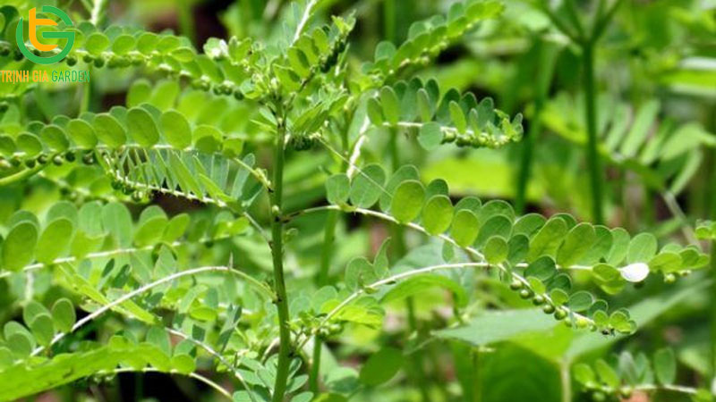 Cây chó đẻ răng cưa: Đặc điểm, tác dụng và bài thuốc 5 Cây chó đẻ răng cưa: Đặc điểm, tác dụng và bài thuốc