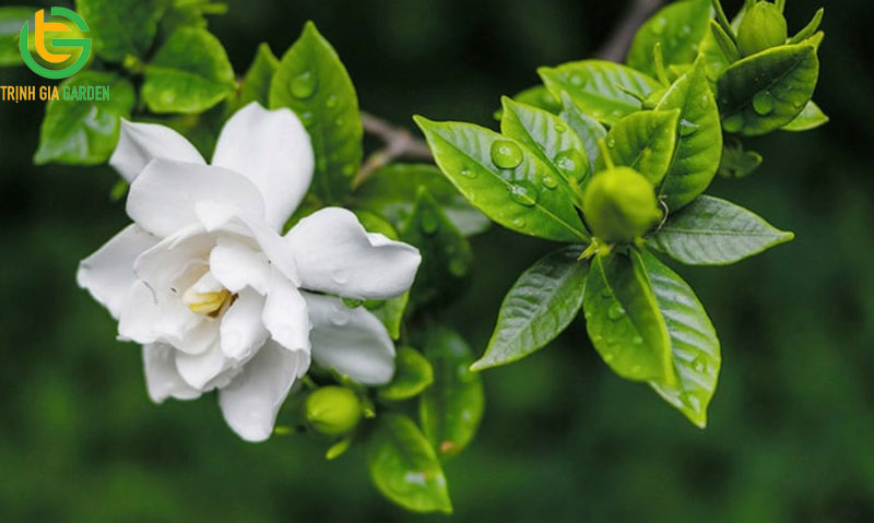 Cây dành dành - Đặc điểm, ý nghĩa, công dụng và cách chăm sóc 6 Cây dành dành - Đặc điểm, ý nghĩa, công dụng và cách chăm sóc