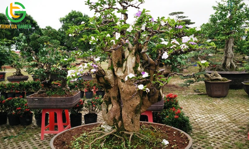 Cây dành dành - Đặc điểm, ý nghĩa, công dụng và cách chăm sóc 7 Cây dành dành - Đặc điểm, ý nghĩa, công dụng và cách chăm sóc