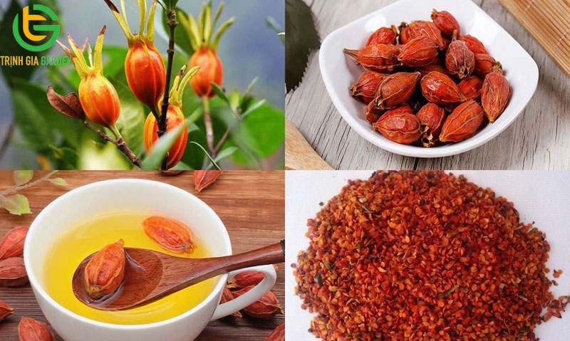 Cây dành dành - Đặc điểm, ý nghĩa, công dụng và cách chăm sóc 8 Cây dành dành - Đặc điểm, ý nghĩa, công dụng và cách chăm sóc