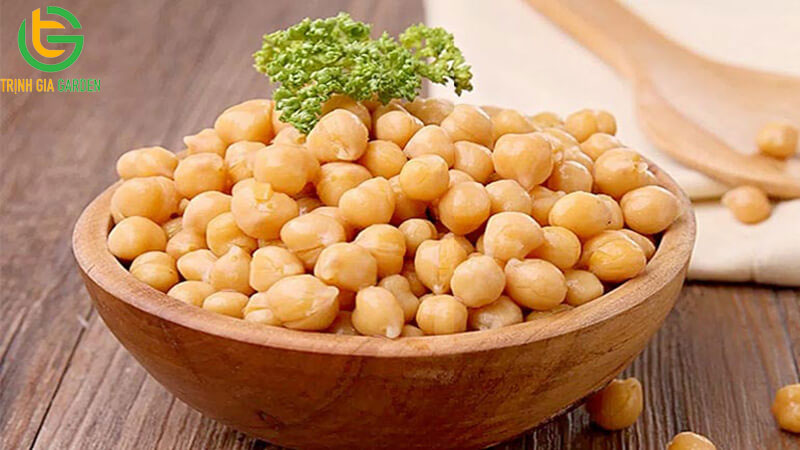 Cây Đậu gà: Đặc điểm, công dụng và một số lưu ý khi dùng