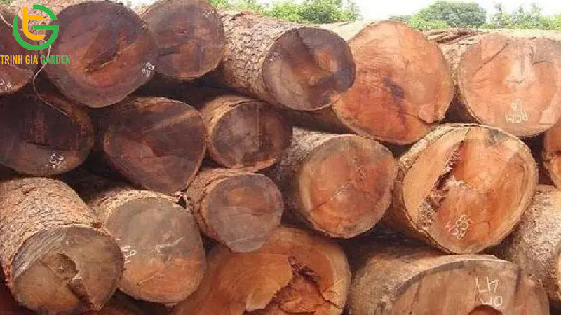 TOP 7 loại cây gỗ quý nhất Việt Nam hiện nay 9 TOP 7 loại cây gỗ quý nhất Việt Nam hiện nay