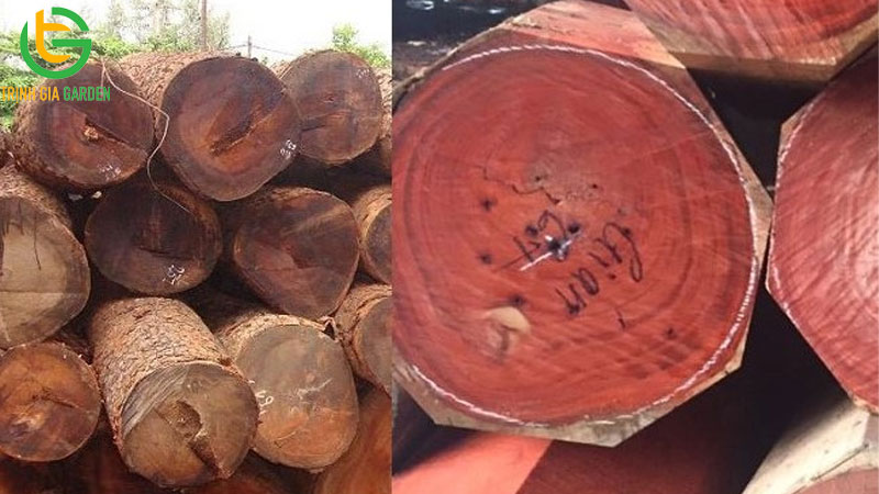 TOP 7 loại cây gỗ quý nhất Việt Nam hiện nay 10 TOP 7 loại cây gỗ quý nhất Việt Nam hiện nay