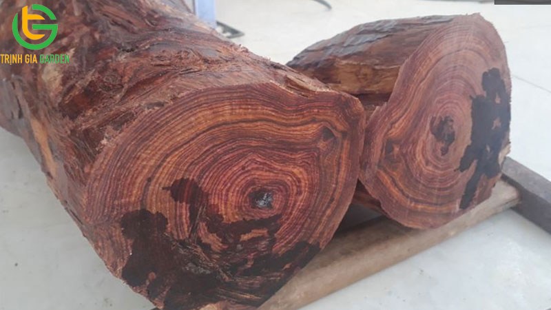TOP 7 loại cây gỗ quý nhất Việt Nam hiện nay 11 TOP 7 loại cây gỗ quý nhất Việt Nam hiện nay
