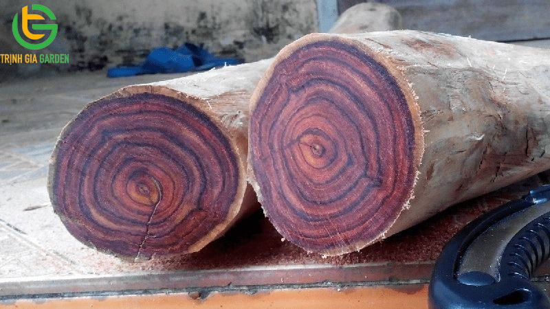 TOP 7 loại cây gỗ quý nhất Việt Nam hiện nay 12 TOP 7 loại cây gỗ quý nhất Việt Nam hiện nay