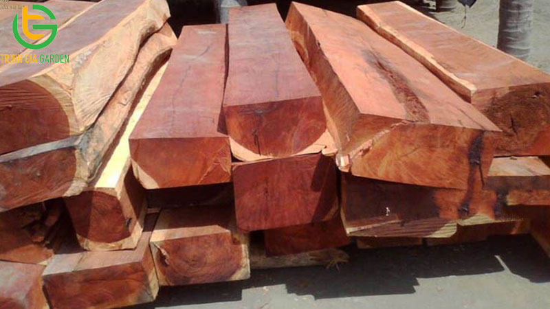 TOP 7 loại cây gỗ quý nhất Việt Nam hiện nay 13 TOP 7 loại cây gỗ quý nhất Việt Nam hiện nay