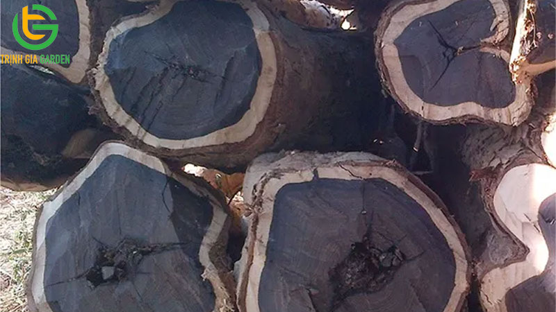 TOP 7 loại cây gỗ quý nhất Việt Nam hiện nay 14 TOP 7 loại cây gỗ quý nhất Việt Nam hiện nay