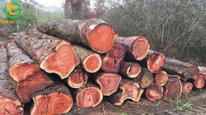 cay go quy nhat viet nam